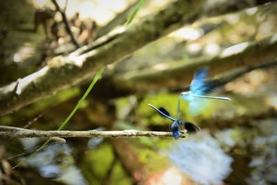 Close-up of bird flying against trees
