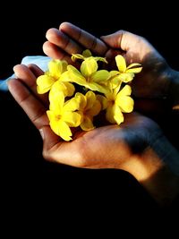 Cropped hand holding flower over white background