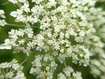 Close-up of white flowers