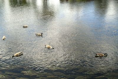 High angle view of canada geese foraging in lake