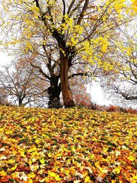 Trees and yellow flowering plant in park during autumn