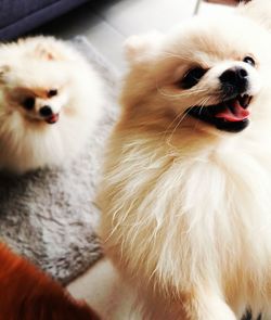 Close-up of a dog looking away
