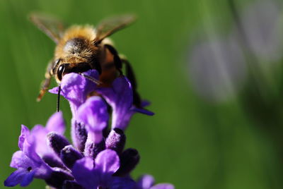 Close-up of honey bee pollinating on purple flower
