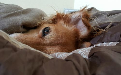 Close-up of dog resting on bed at home