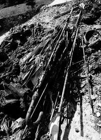 High angle view of plant on field