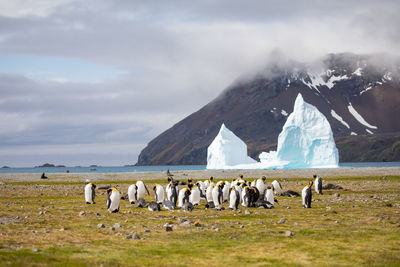 Penguins perching on field against mountains during winter