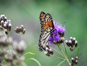 Close-up of butterfly pollinating on purple flower