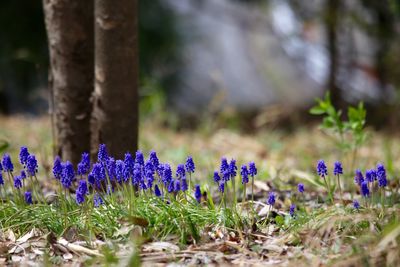 Close-up of purple flowers blooming in field