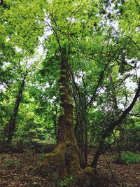 Low angle view of trees in forest