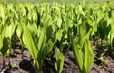 Close-up of fresh green field