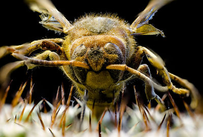 Close-up of spider