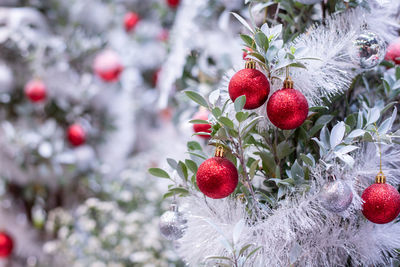 Close-up of cherries on tree