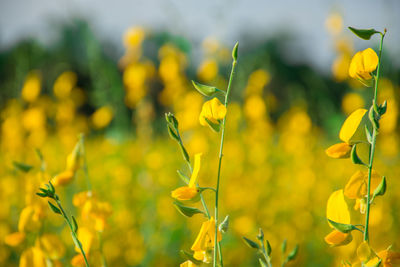 Close-up of yellow flowering plants on field