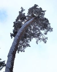 Low angle view of tree against sky during winter