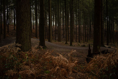 Trees in forest