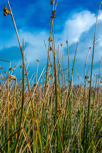 Low angle view of crops growing on field against sky