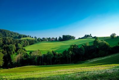 Scenic view of field against clear blue sky