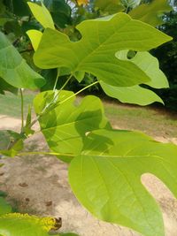 High angle view of leaves on plant