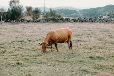 View of a horse on field