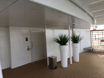 Potted plant in corridor