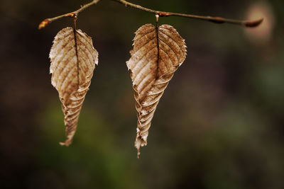 Close-up of dry leaves on plant