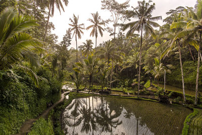 Scenic view of palm trees against sky