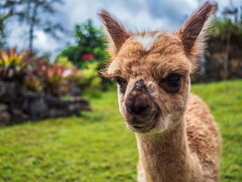 An inquisitive alpaca posing for a photo