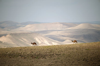 View of camels on the land