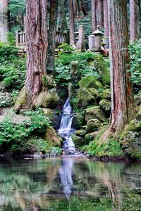 Scenic view of waterfall in forest