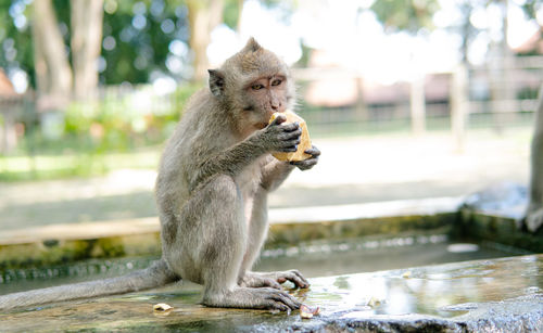 Lion eating food sitting in water