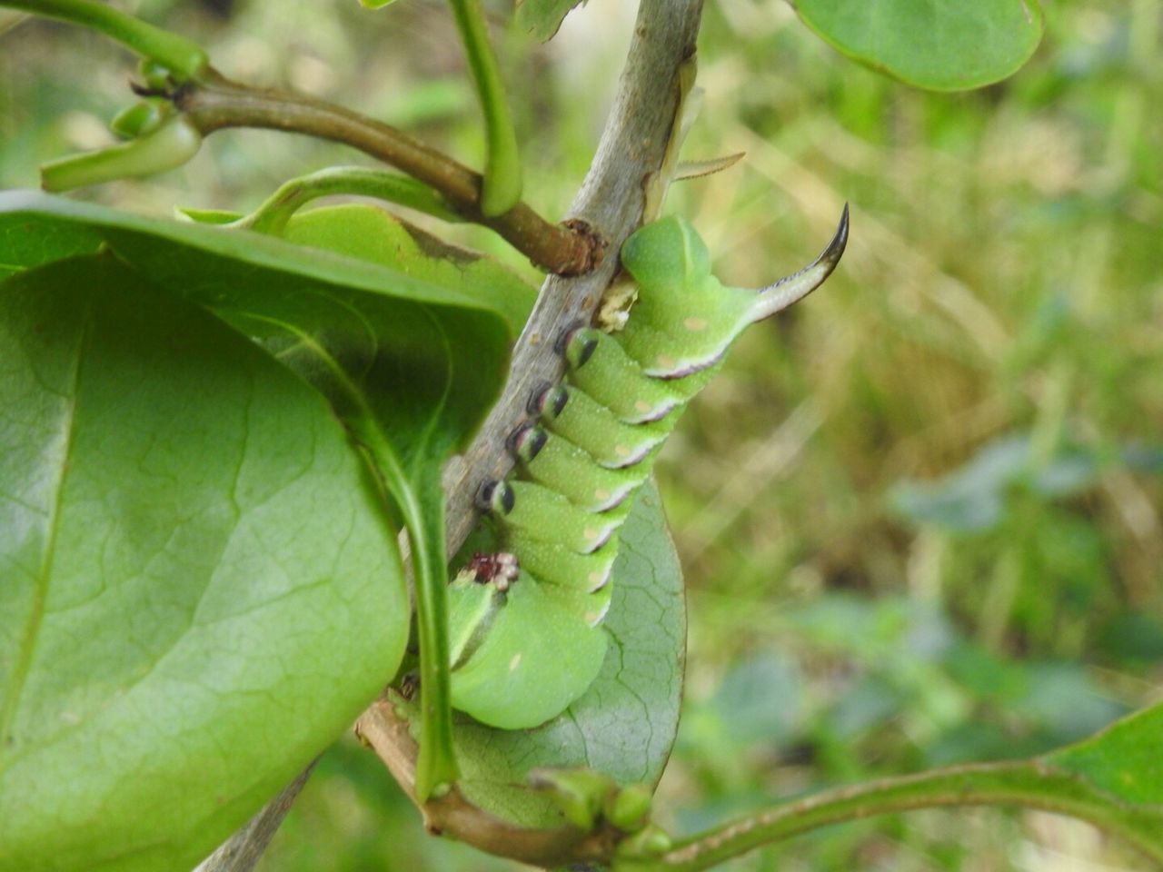 CLOSE-UP OF CATERPILLAR ON TREE