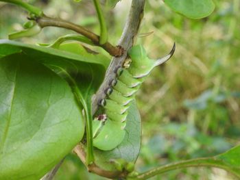 Close-up of lizard on tree