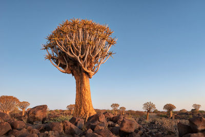 Quiver tree forest in southern namibia taken in january 2018