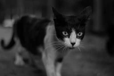 Close-up of cat
