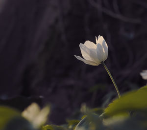 Close-up of white flowering plant