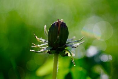 Close-up of plant against blurred background