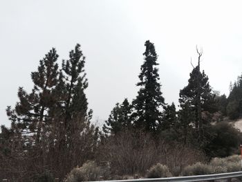 Trees against clear sky