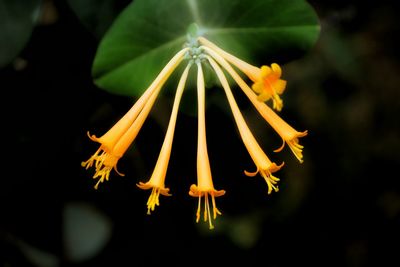 Close up of plant against blurred background