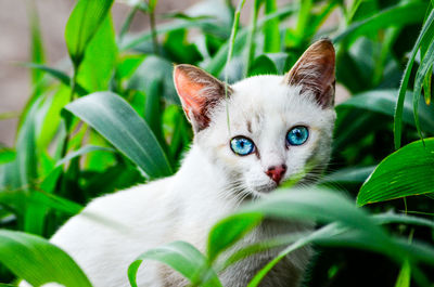 Portrait of white cat sitting by plants