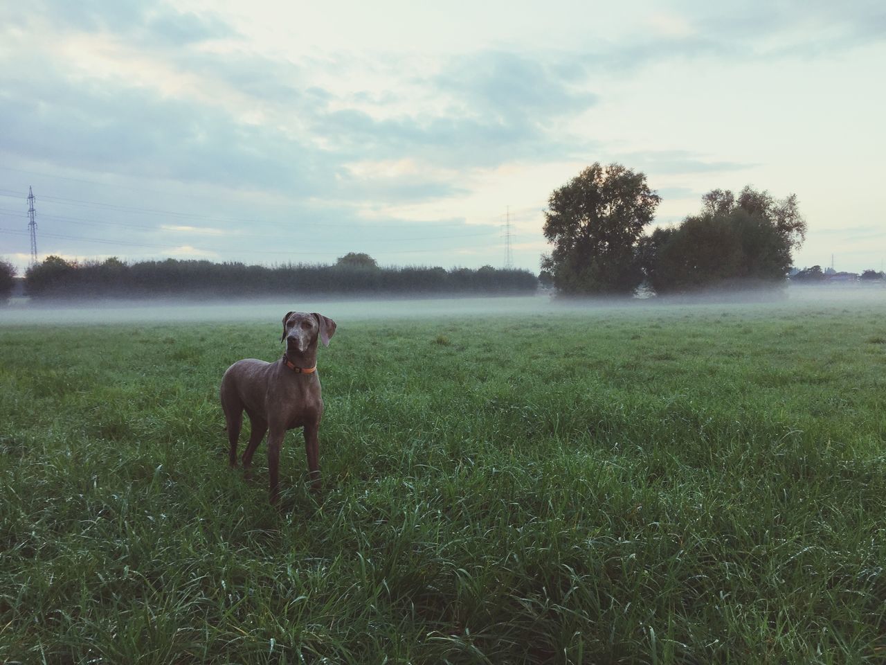 domestic animals, animal themes, mammal, dog, tree, sky, pets, one animal, grass, field, nature, no people, outdoors, water, cloud - sky, day