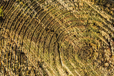 Full frame shot of tree stump