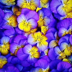 Full frame shot of purple flowering plants. viola flowers.