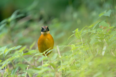 Close-up of bird perching on plant