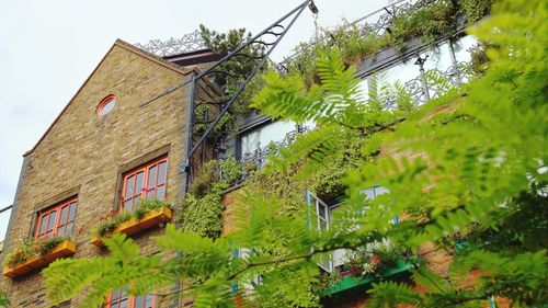 Low angle view of tree and house against sky