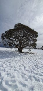 Bare tree on snow covered field against sky