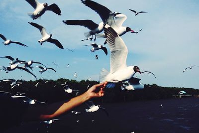 Seagulls flying against sky