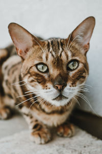 Close-up portrait of tabby cat