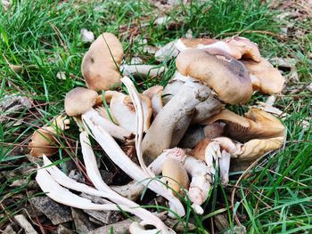 High angle view of mushrooms growing on field