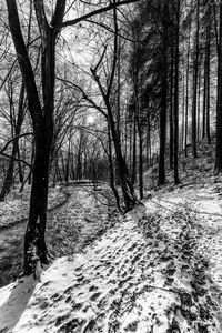 Bare trees on snow covered land