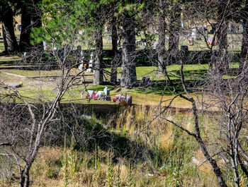 Bare trees and plants at cemetery